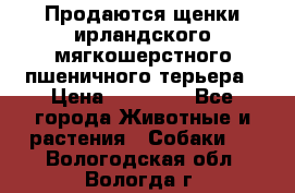 Продаются щенки ирландского мягкошерстного пшеничного терьера › Цена ­ 30 000 - Все города Животные и растения » Собаки   . Вологодская обл.,Вологда г.